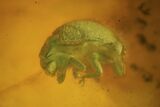 Fossil Beetle (Coleoptera) In Baltic Amber #73312-1